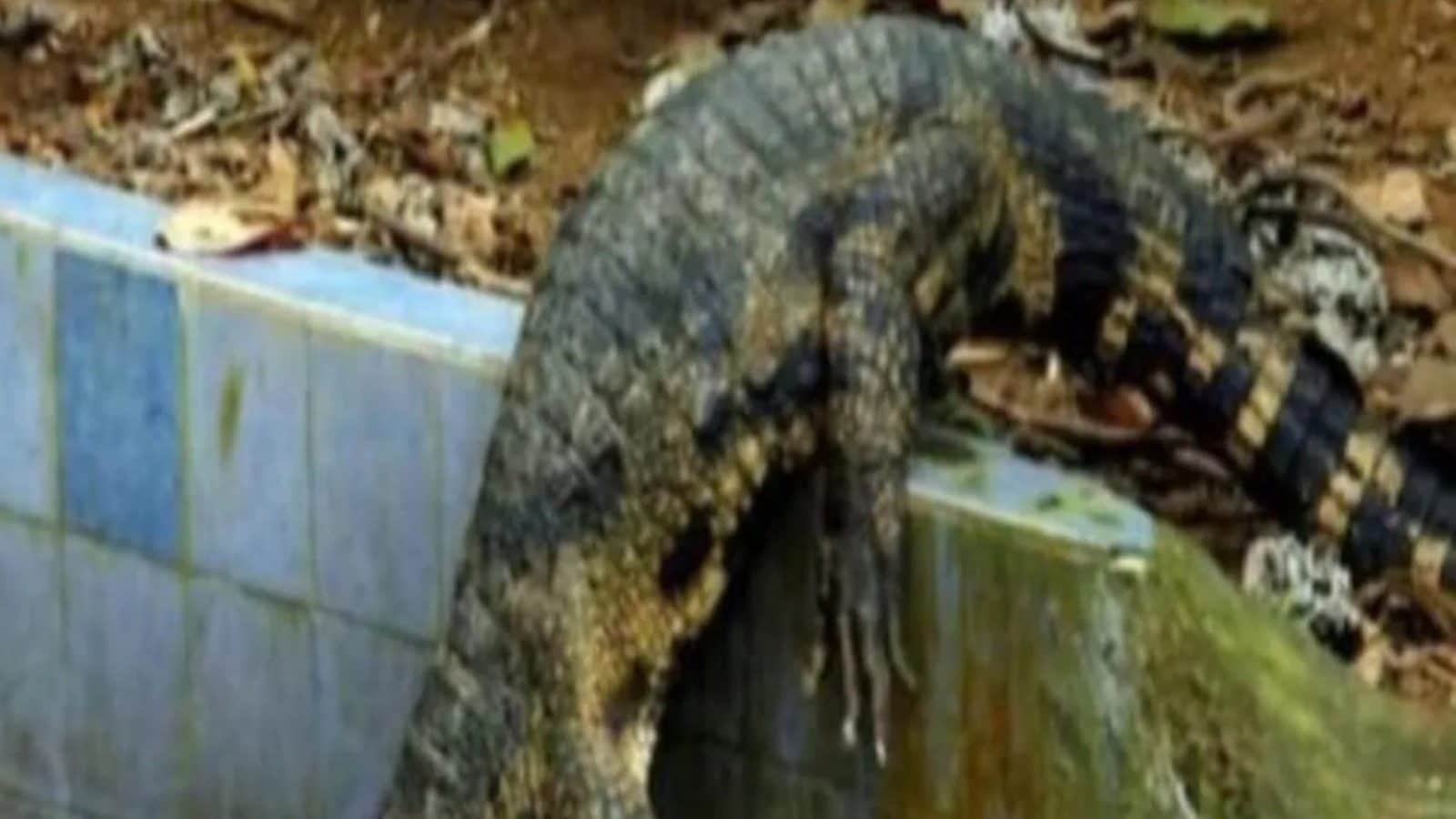 ஆமை என நினைத்து முதலையுடன் விளையாடிய சிறுவன்... அடுத்து நடந்தது?