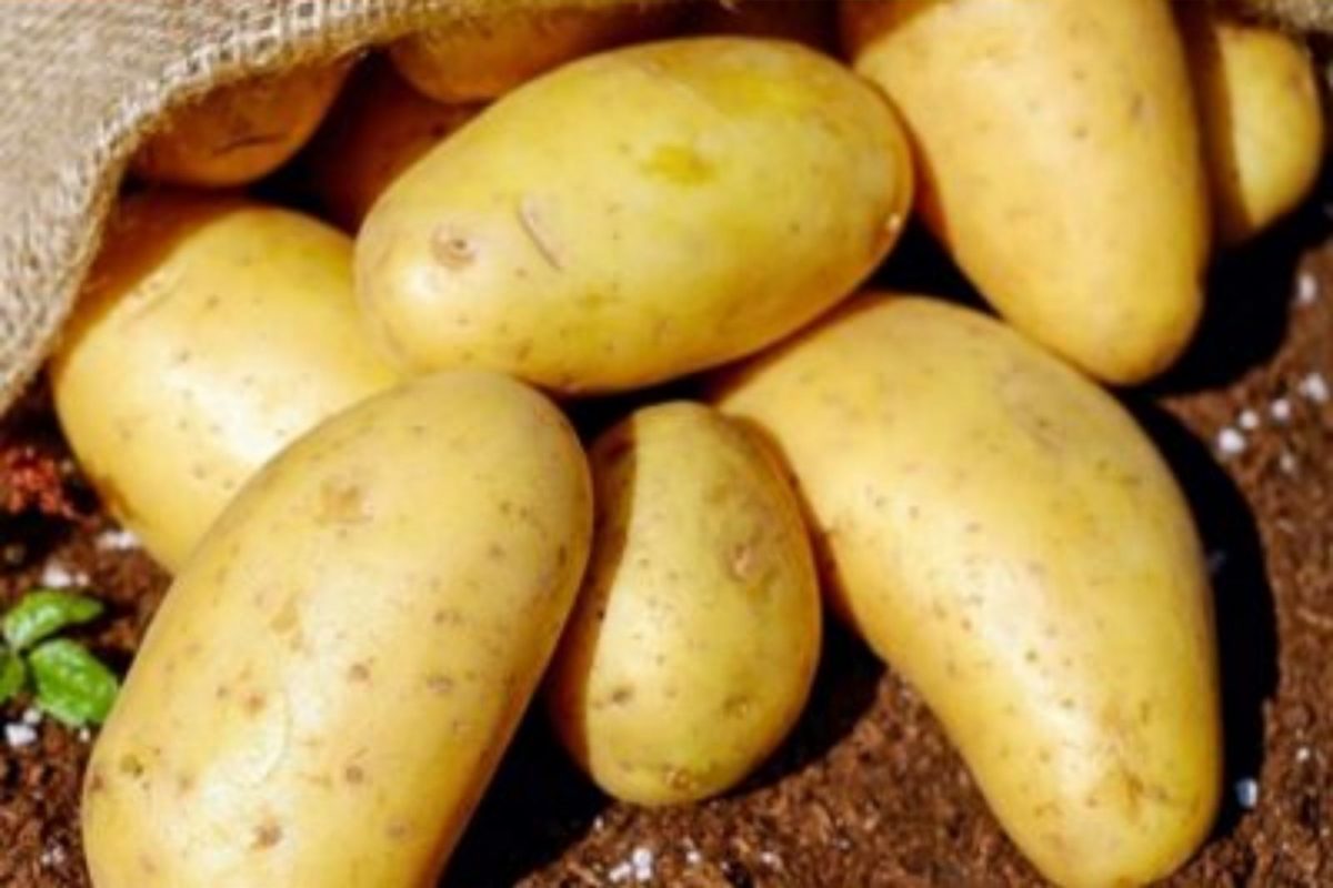உருளைக்கிழங்கில் இத்தனை நன்மைகளா? ஆய்வில் வெளியான தகவல்