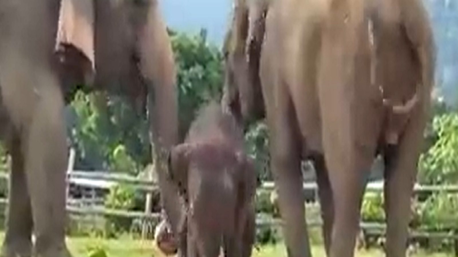 கால்பந்து விளையாடும் குட்டி யானை - இணையத்தில் வைரலாகும் கியூட் வீடியோ