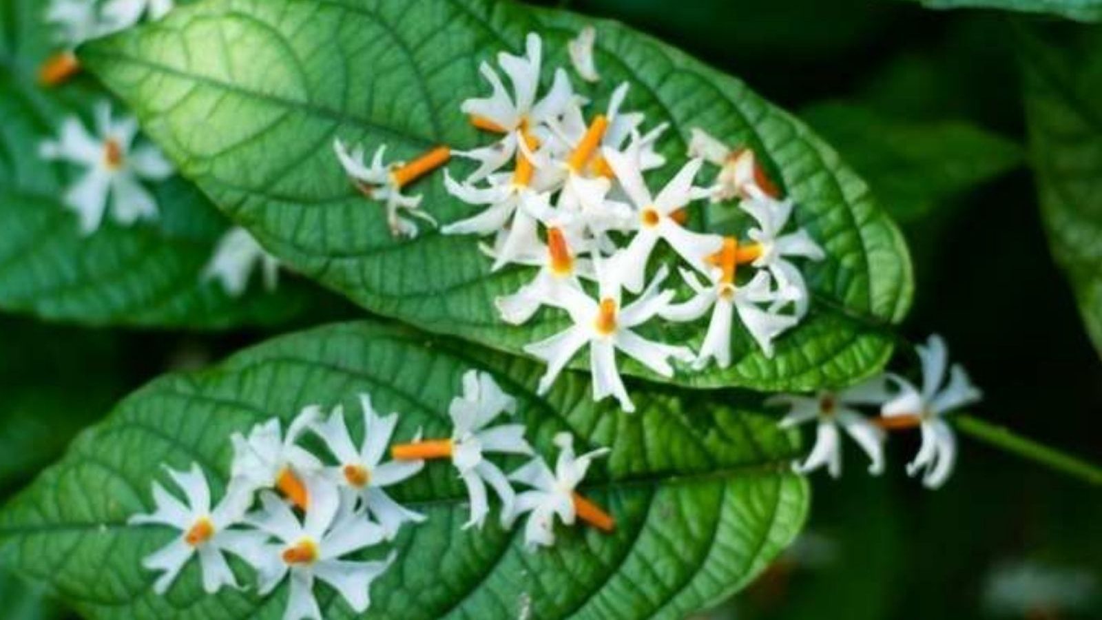 பாரிஜாத பூக்களில் இவ்வளவு ஆரோக்கிய நன்மைகளா? தெரிந்துகொள்ளுங்கள்..!