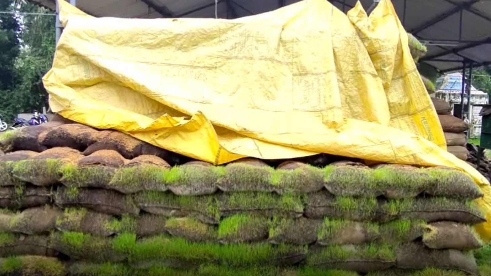 கொள்முதல் நிலையத்திலேயே முளைக்கத் தொடங்கிய நெல் மூட்டைகள்!