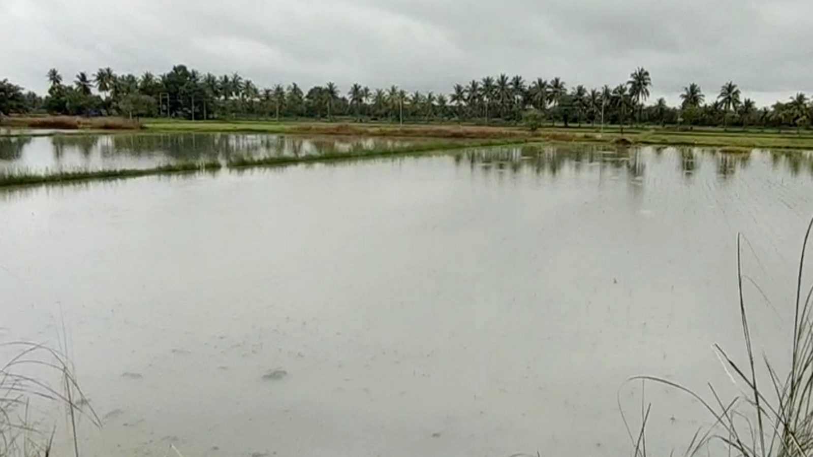 தொடர் கனமழையால் மயிலாடுதுறையில் 500 ஏக்கர் சம்பா பயிர் பாதிப்பு