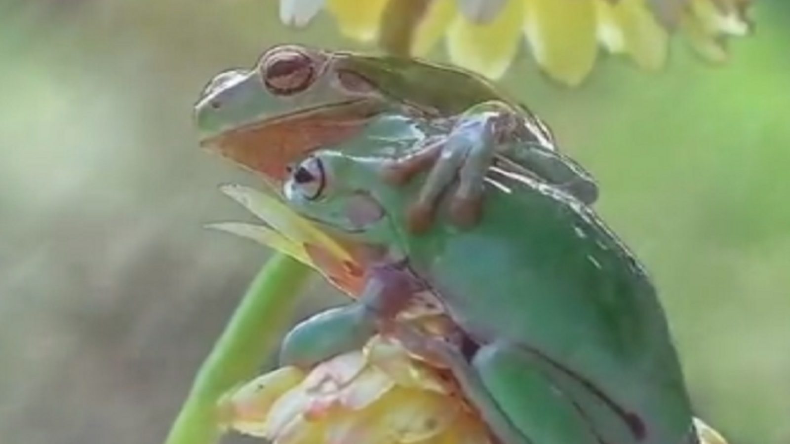 உறவுகளின் உன்னதம் உணர்த்தும் தவளை - வைரலாகும் வீடியோ