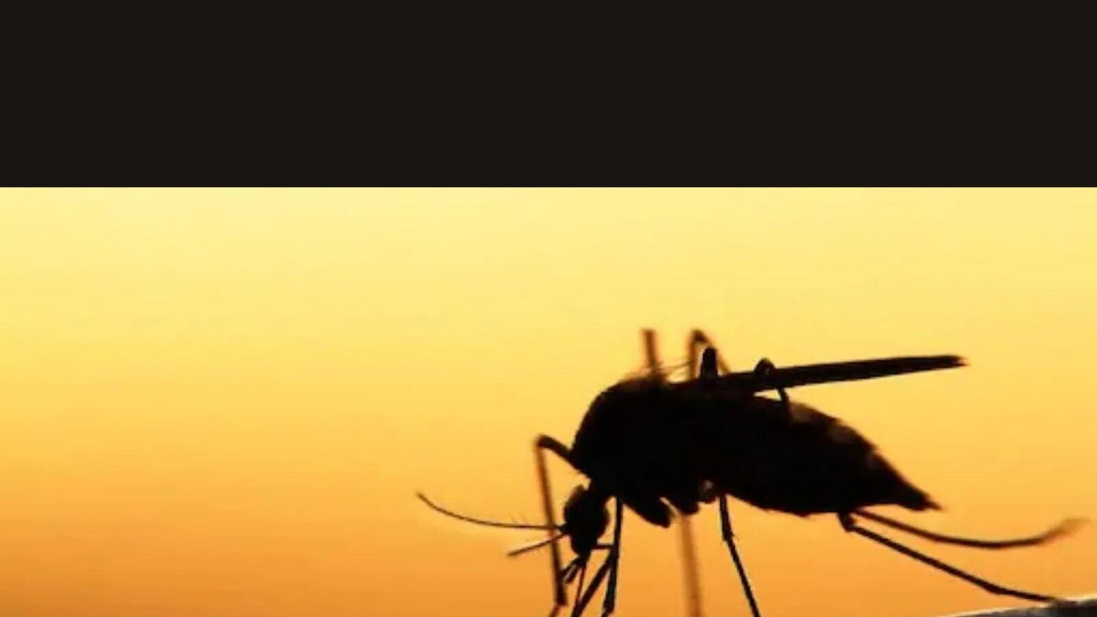 கோவையில் டெங்கு பரிசோதனைகளை அதிகப்படுத்த உத்தரவு