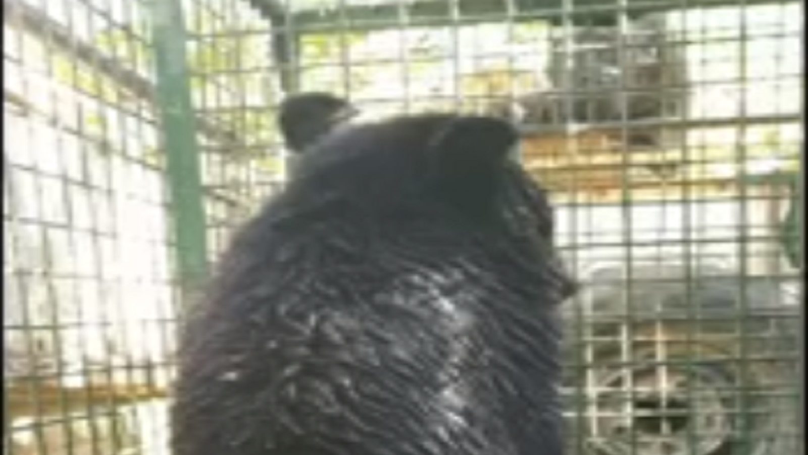 பாதை அறியாது வந்த இமயமலை கருப்புக் கரடி.. பத்திரமாக பிடித்து சுதந்திரம் அளித்த இந்திய வனத்துறை