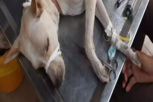 Dog penis cut off