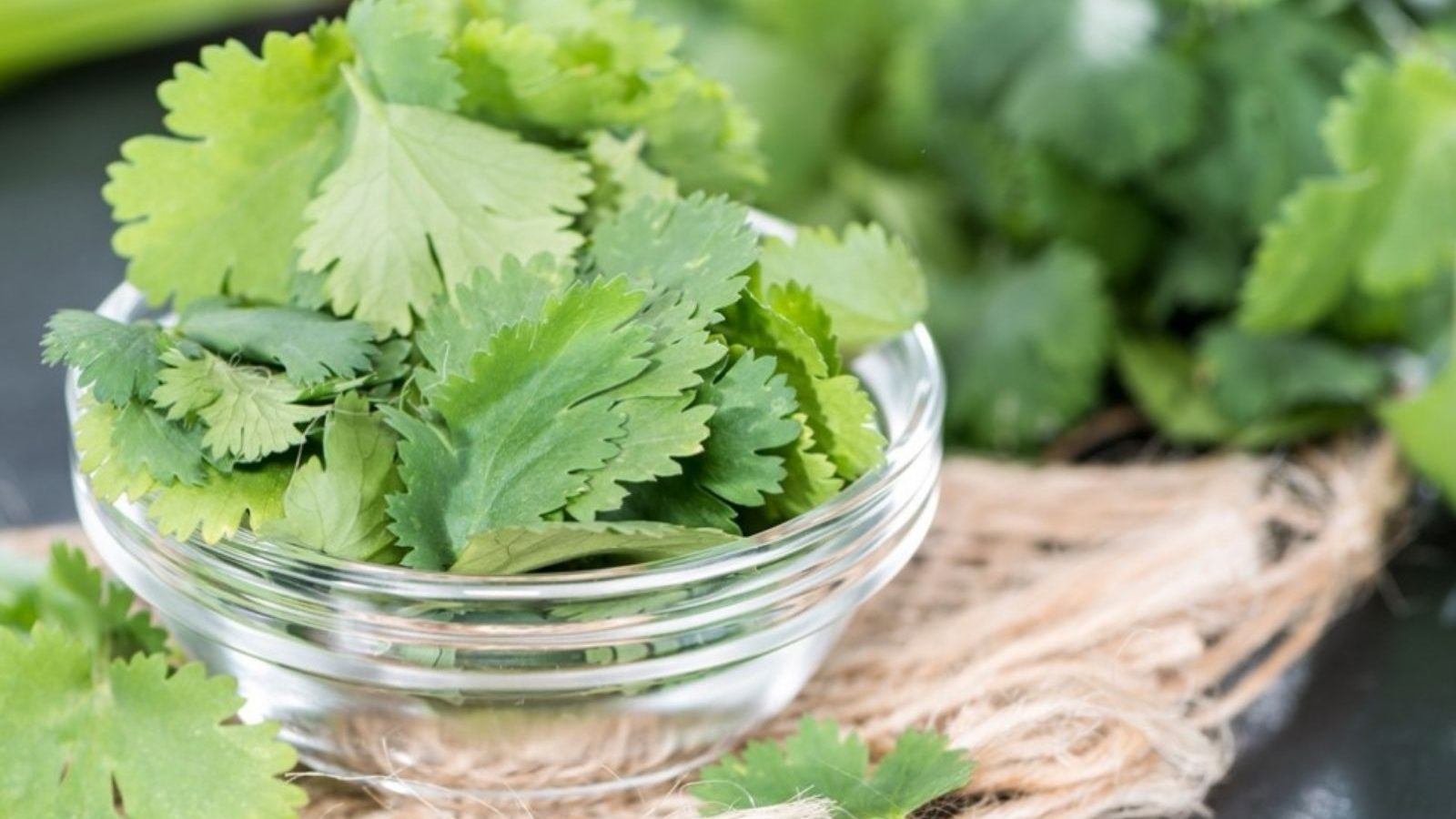 உங்களுக்கே தெரியாமல் பல நன்மைகளை அள்ளித்தரும் கொத்தமல்லி..!