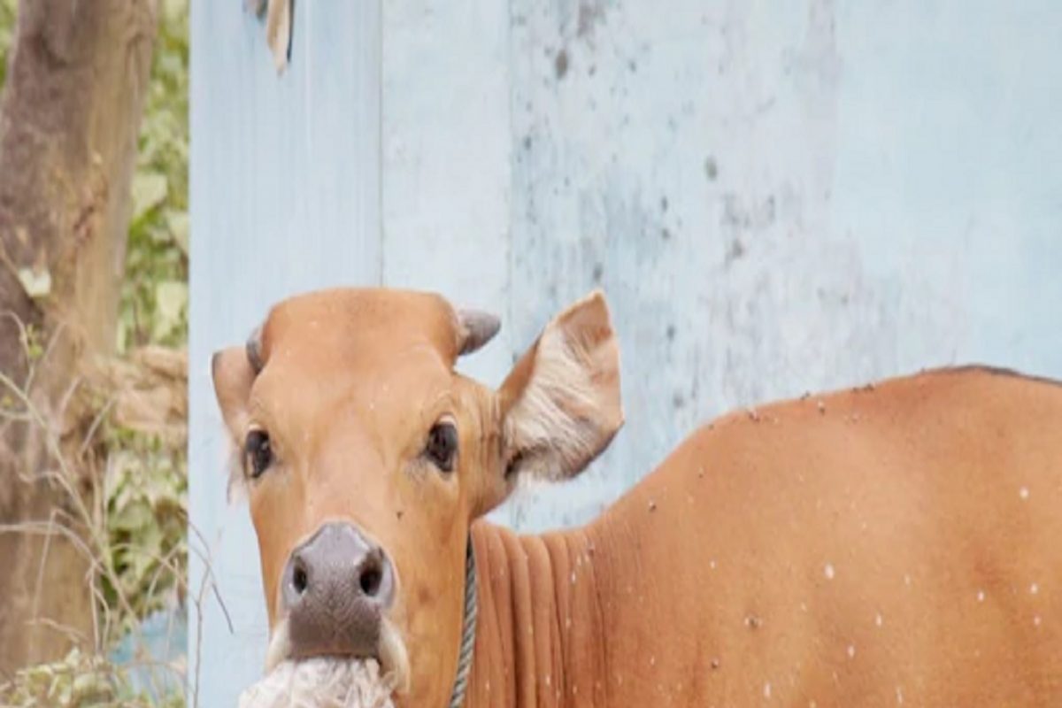 ஐஸ்கிரீம் கப்ஸ் 