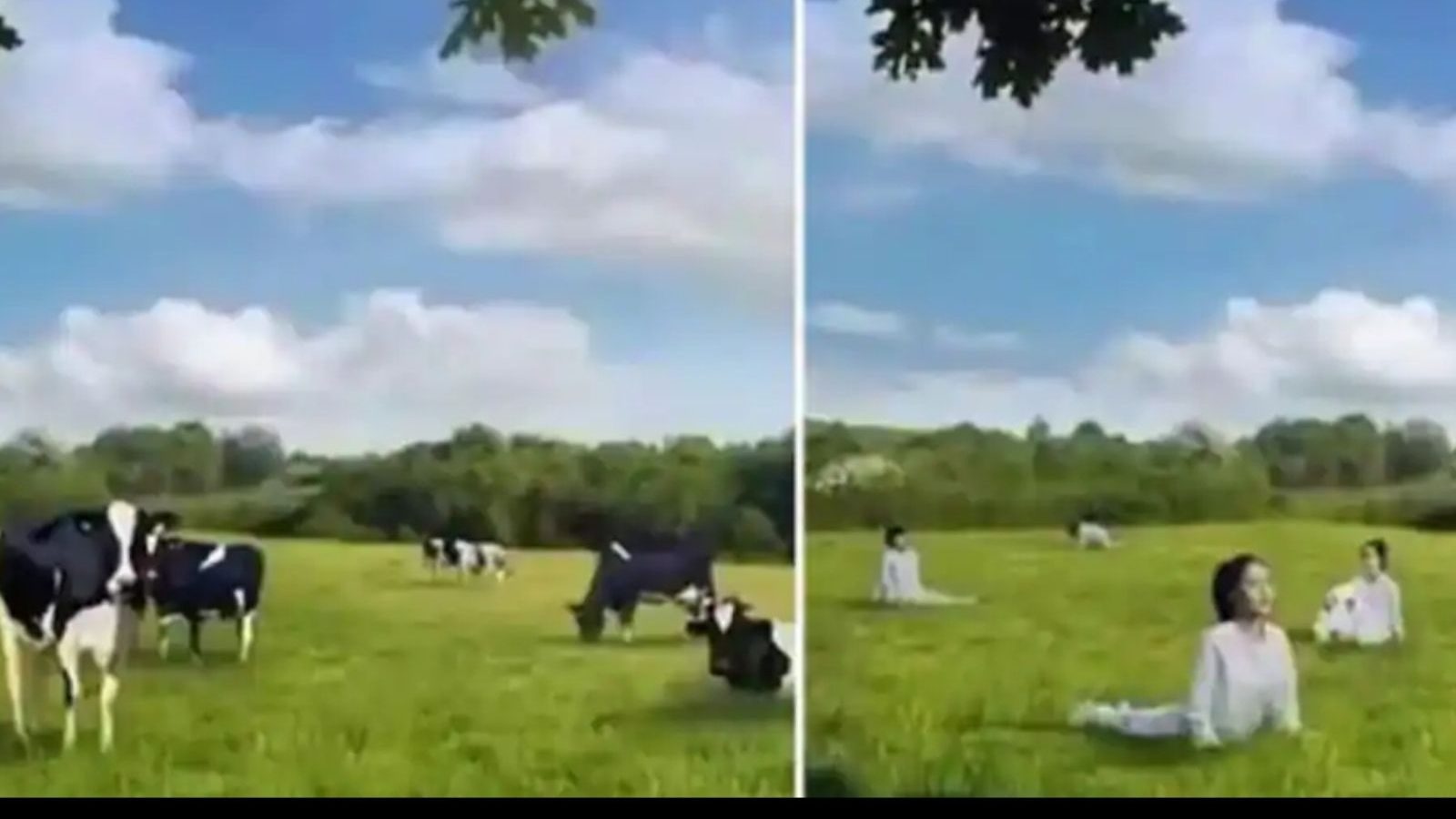 பெண்களை மாடுகளுடன் ஒப்பிட்டு எடுத்த விளம்பரம்... வலுத்த எதிர்ப்புகள்!