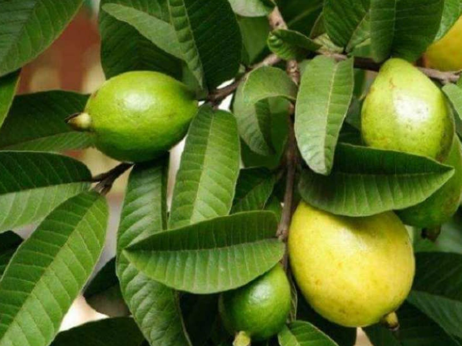 கருகரு கூந்தலுக்கு கொய்யா இலையில் உடனே பலன் கிடைக்குமா.? இன்னைக்கே டிரை பண்ணி பாருங்க..! கருகரு கூந்தலுக்கு கொய்யா இலையில் உடனே பலன் கிடைக்குமா.? இன்னைக்கே டிரை பண்ணி பாருங்க..!