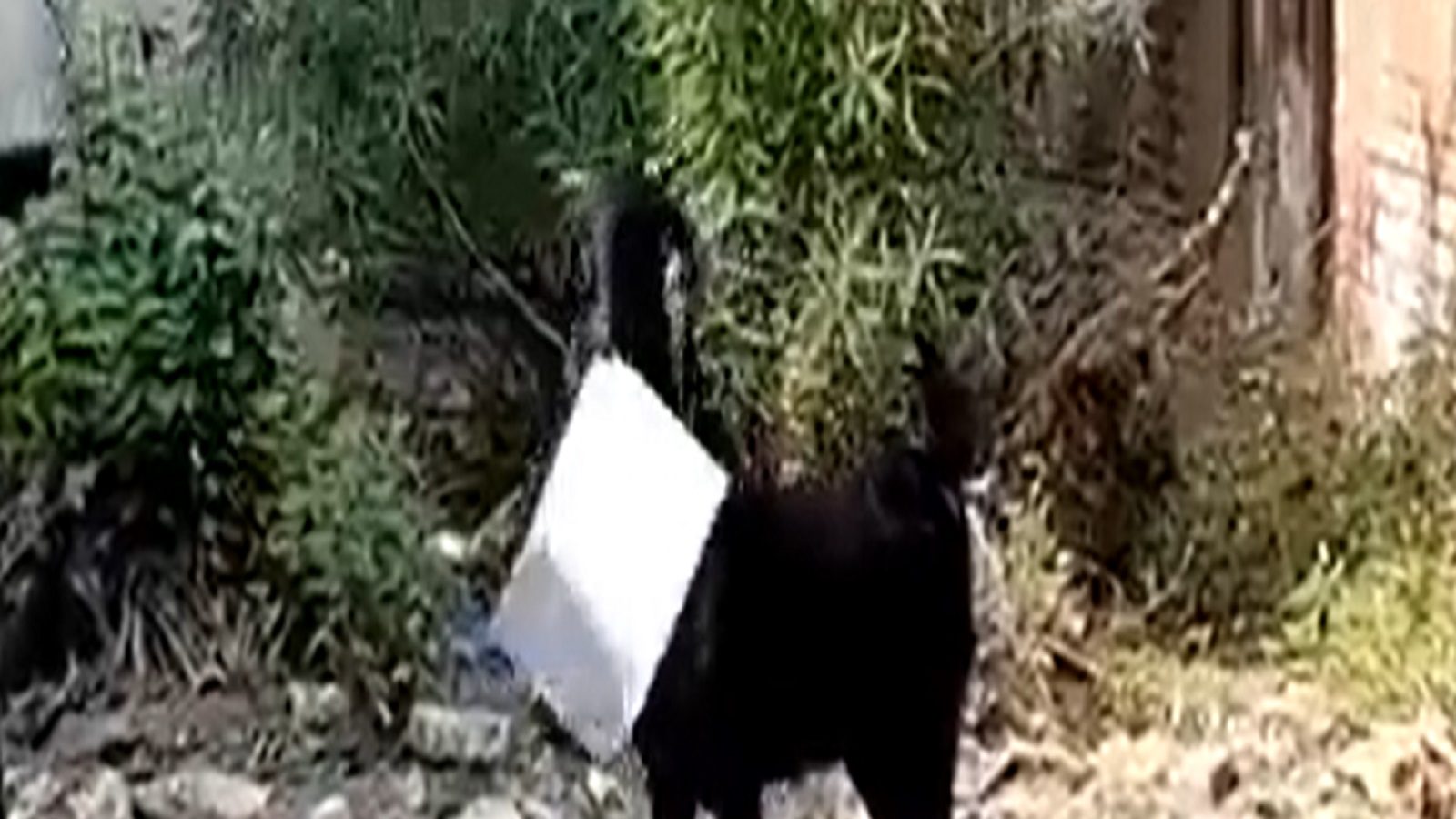 அலுவலகத்தில் ஆவணங்களை எடுத்து கொண்டு ஓடிய ஆடு ... துரத்திய ஊழியர் - வைரலாகும் வீடியோ