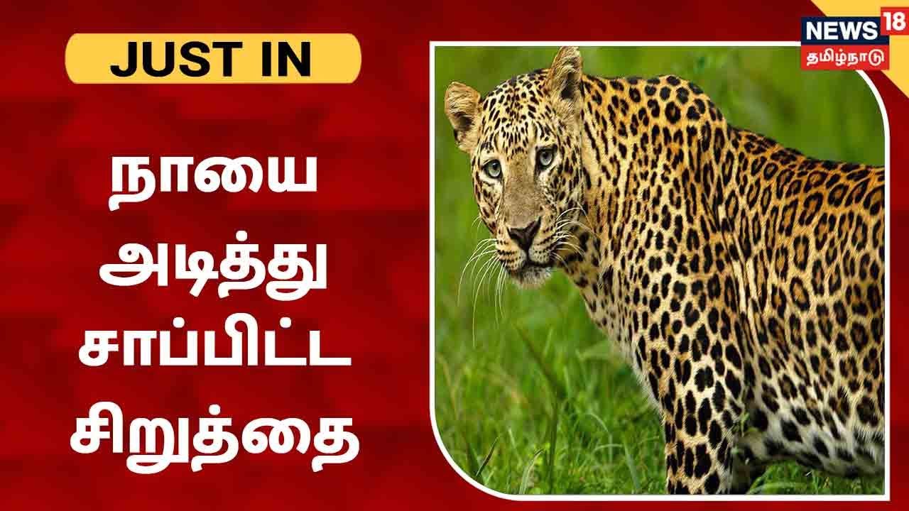 நாயை அடித்து சாப்பிட்ட சிறுத்தை