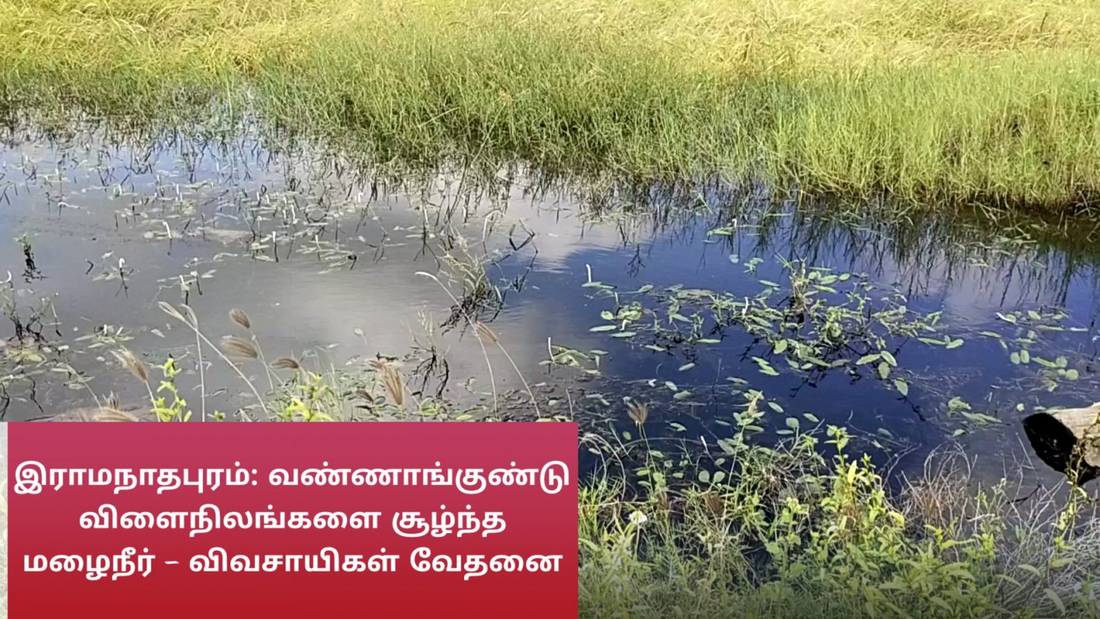 ராமநாதபுரம்: வண்ணாங்குண்டு விளைநிலங்களை சூழ்ந்த மழைநீர் - விவசாயிகள் வேதனை