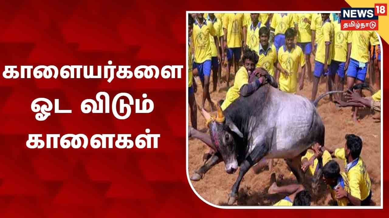 பட்டைய கிளப்பும் அலங்காநல்லூர் காளைகள் |Alanganallur Jallikattu |  Madurai