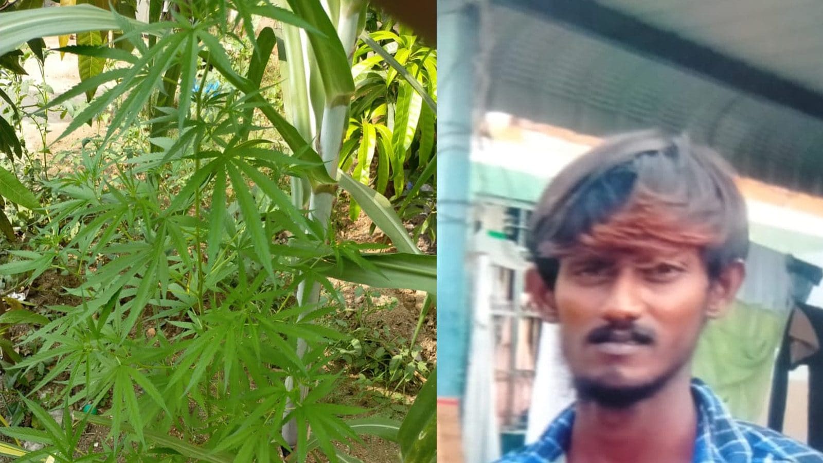 ஹாஸ்டலில் கஞ்சா செடி வளர்த்த கில்லாடி வாலிபர் கைது