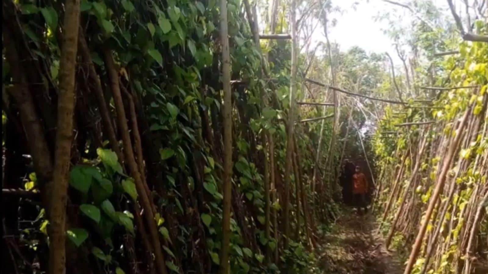 கும்பகோணம் வெற்றிலை, தோவாளை மாணிக்க மாலைக்கு புவிசார் குறியீடு கேட்டு விண்ணப்பம்