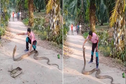 King Cobra