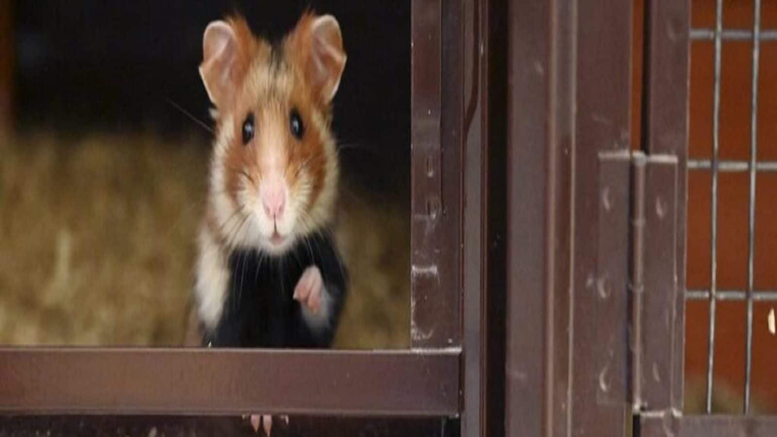 3 லட்சம் மரணங்களுக்கு வாய்ப்பு.. 2,000 எலிகளை கொல்ல உத்தரவு - உலக நாடுகளில் கொரோனா சூழல் இதுதான்!