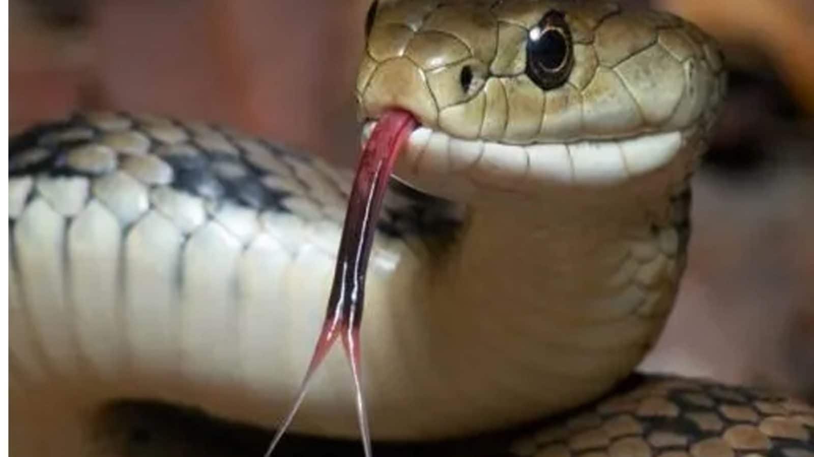 Змея с высунутым языком