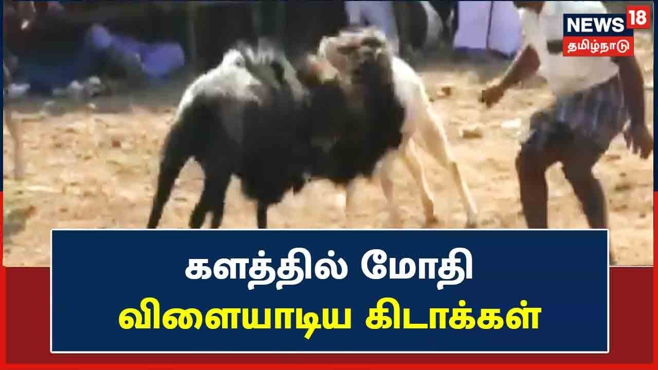 9 ஆண்டுகளுக்கு பிறகு நடந்த கிடா முட்டு விழா