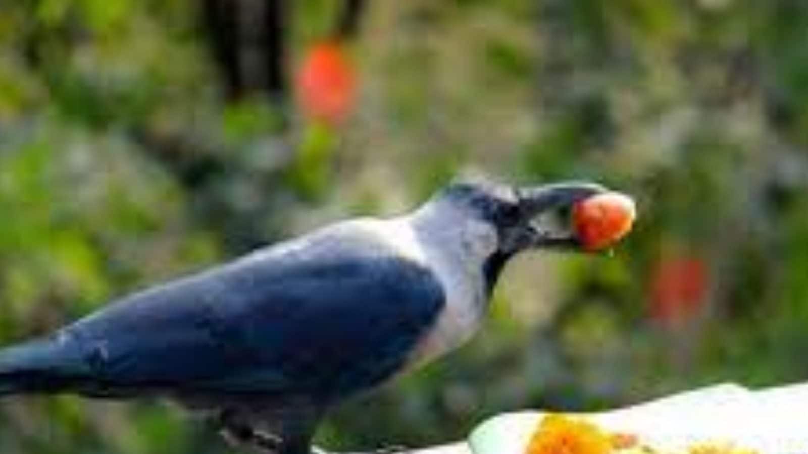 காகத்திற்கு உணவு வைப்பதன் காரணம் தெரியுமா?