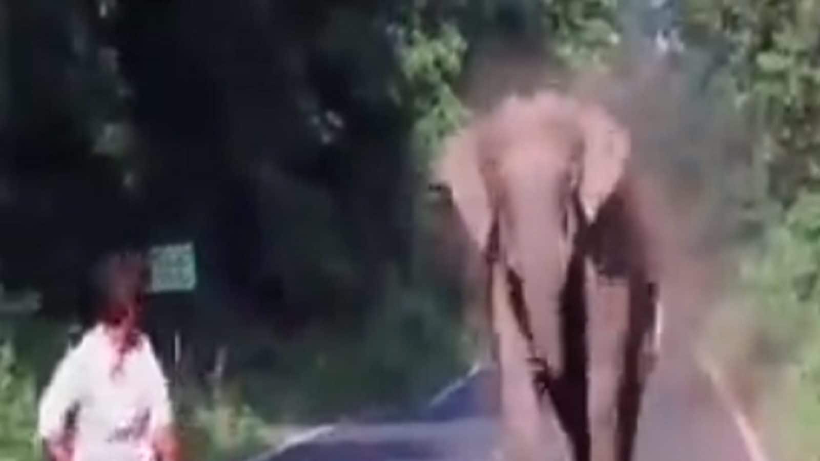 யானை கூட்டத்தின் கம்பீரமான தலைவன் இவன் ... வைரலாகும் மெய் சிலிர்க்கவைக்கும் யானையின் வீடியோ