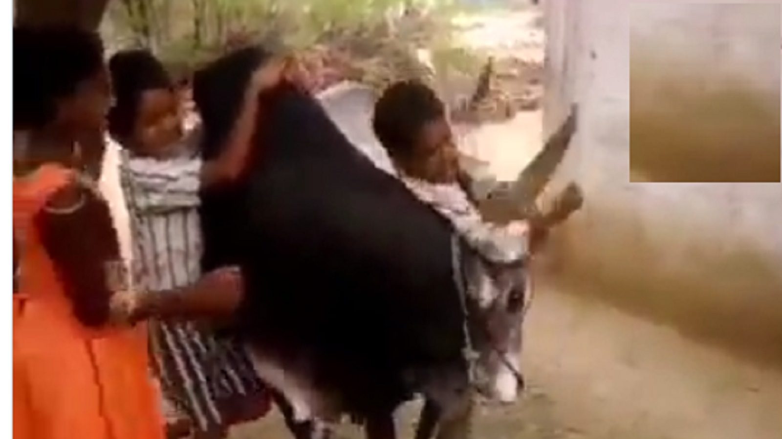 வருங்கால வீரர்கள் ரெடி ... குழந்தைகளோடு சல்லிக்கட்டு விளையாடும் காளைமாடு - இணையத்தில் வைரலாகும் வீடியோ