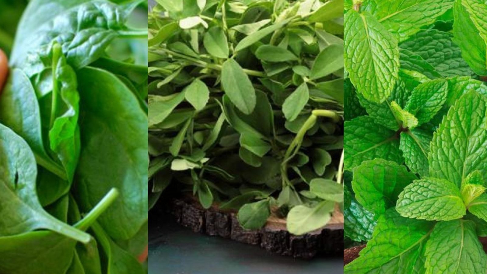 இந்த 6 கீரைகளில் தினசரி ஒன்றை சாப்பிட்டு வந்தால் இத்தனை நன்மைகளைப் பெறலாம்...