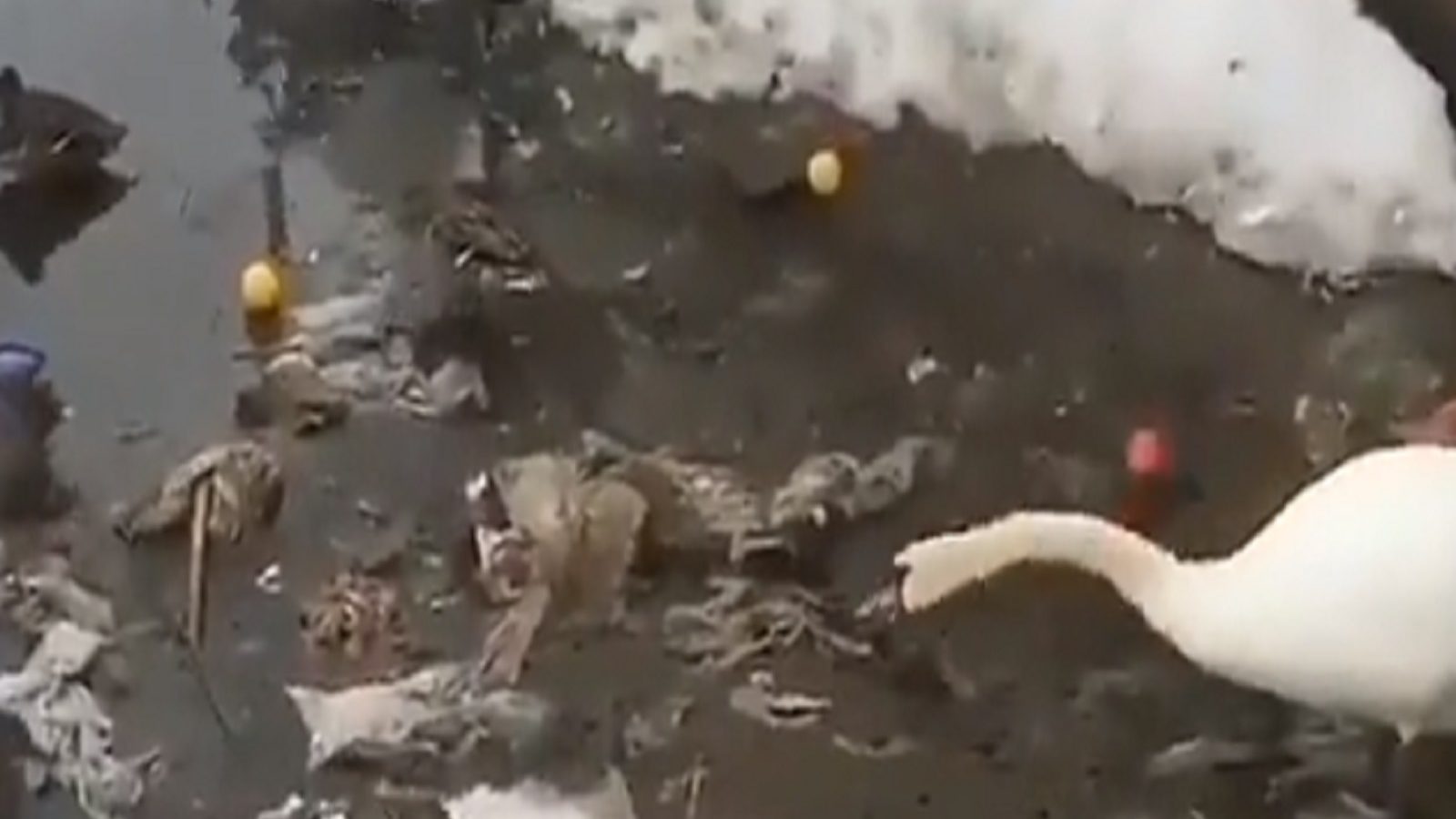 நீர் நிலைகளில் குவியும் பிளாஸ்டிக்...  சுத்தம் செய்யும் அன்னப்பறவை - இணையத்தில் வைரலாகும் வீடியோ