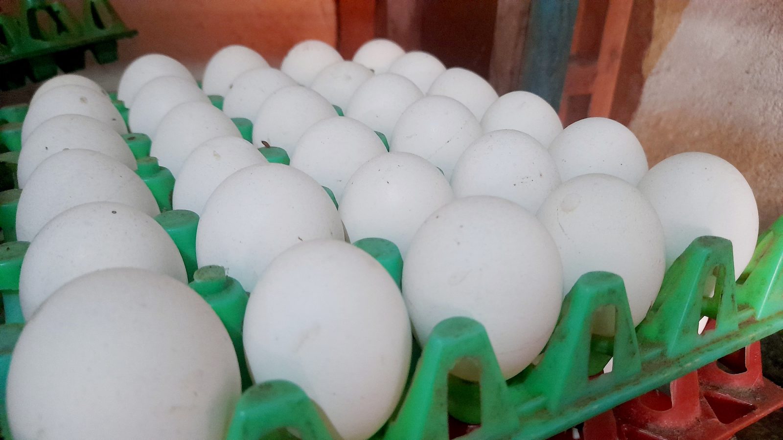 நாமக்கல் மண்டலத்தில் முட்டை விலை தொடர் சரிவு!