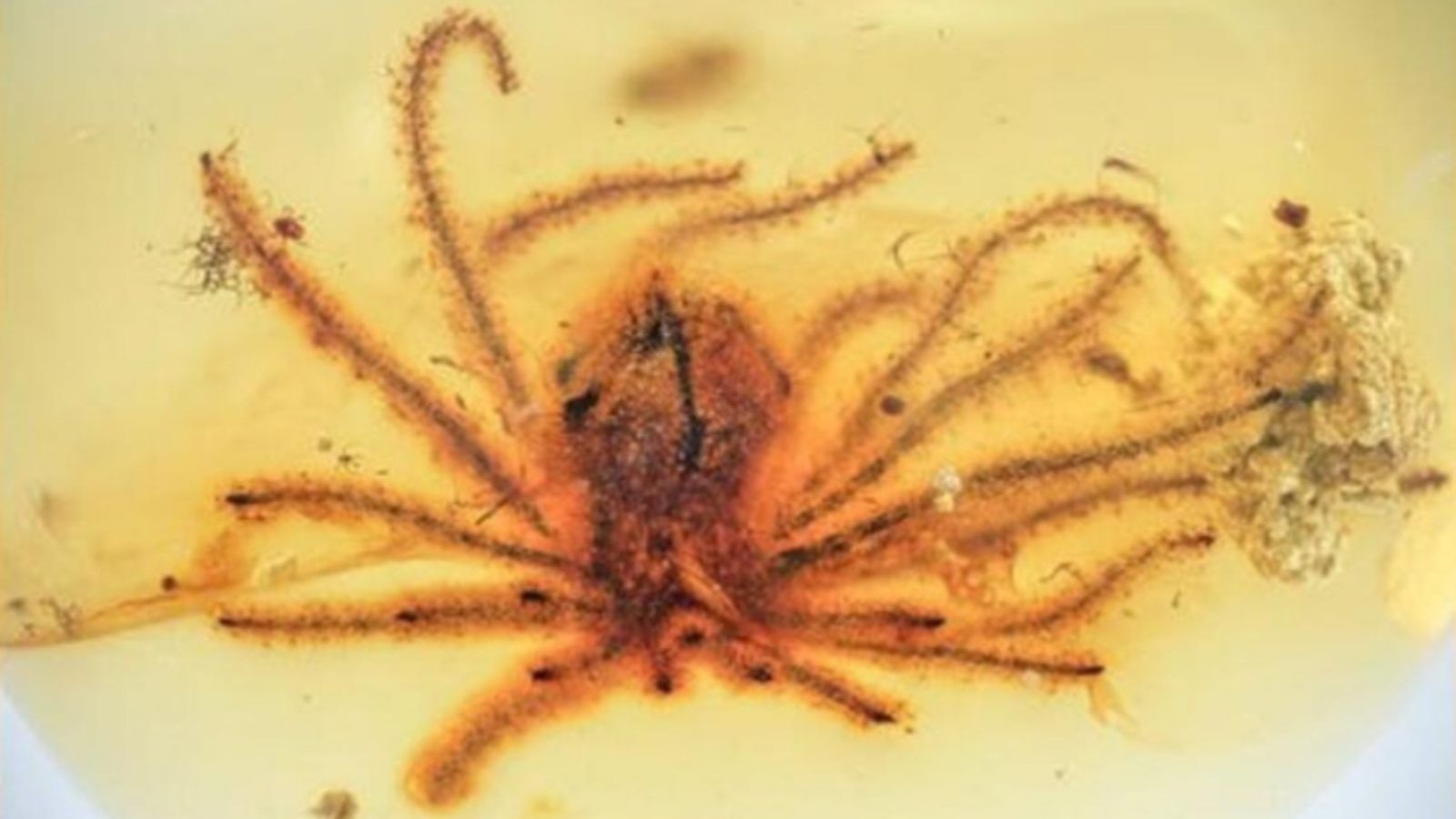 டைனோசர் காலத்தில் பூத்த 2 பூக்கள் - 99 மில்லியன் ஆண்டுகளுக்கு பிறகு கண்டுபிடிப்பு!