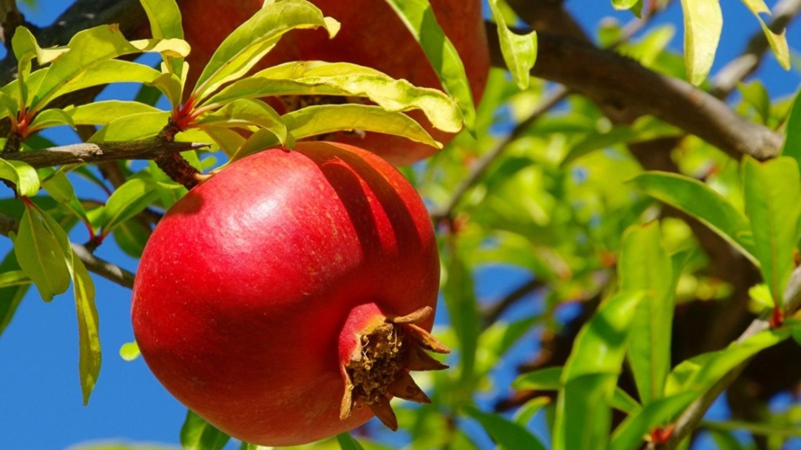 Pomegranate Benefits : எண்ணற்ற ஆரோக்கிய நன்மைகள் வேண்டுமா.! தினமும் மாதுளை சாப்பிடுங்கள்