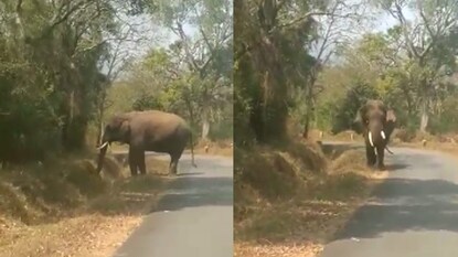 காட்டு யானை