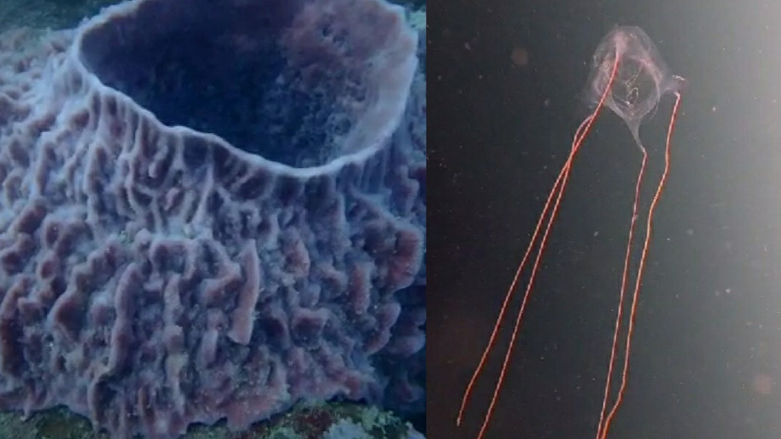 சென்னை ஆழ்கடலில் அரிய வகை கடல்வாழ் உயிரினங்கள்!!