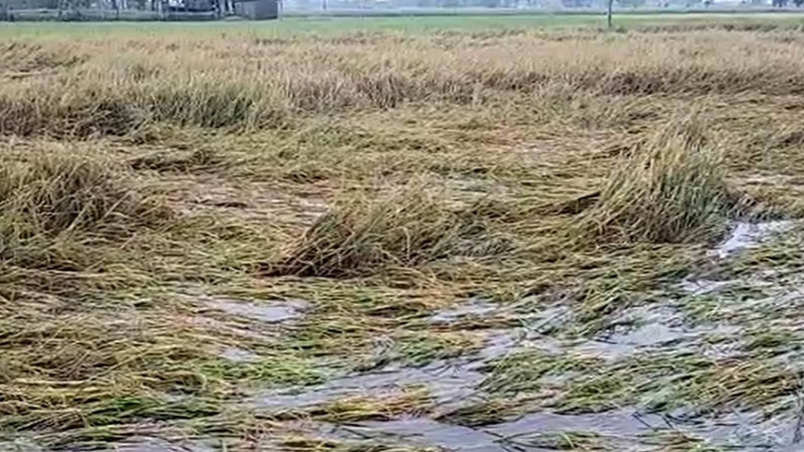 திருவாரூரில் கனமழை... அறுவடைக்கு தயாரான நெற்பயிர்கள் சாய்ந்தன - விவசாயிகள் வேதனை