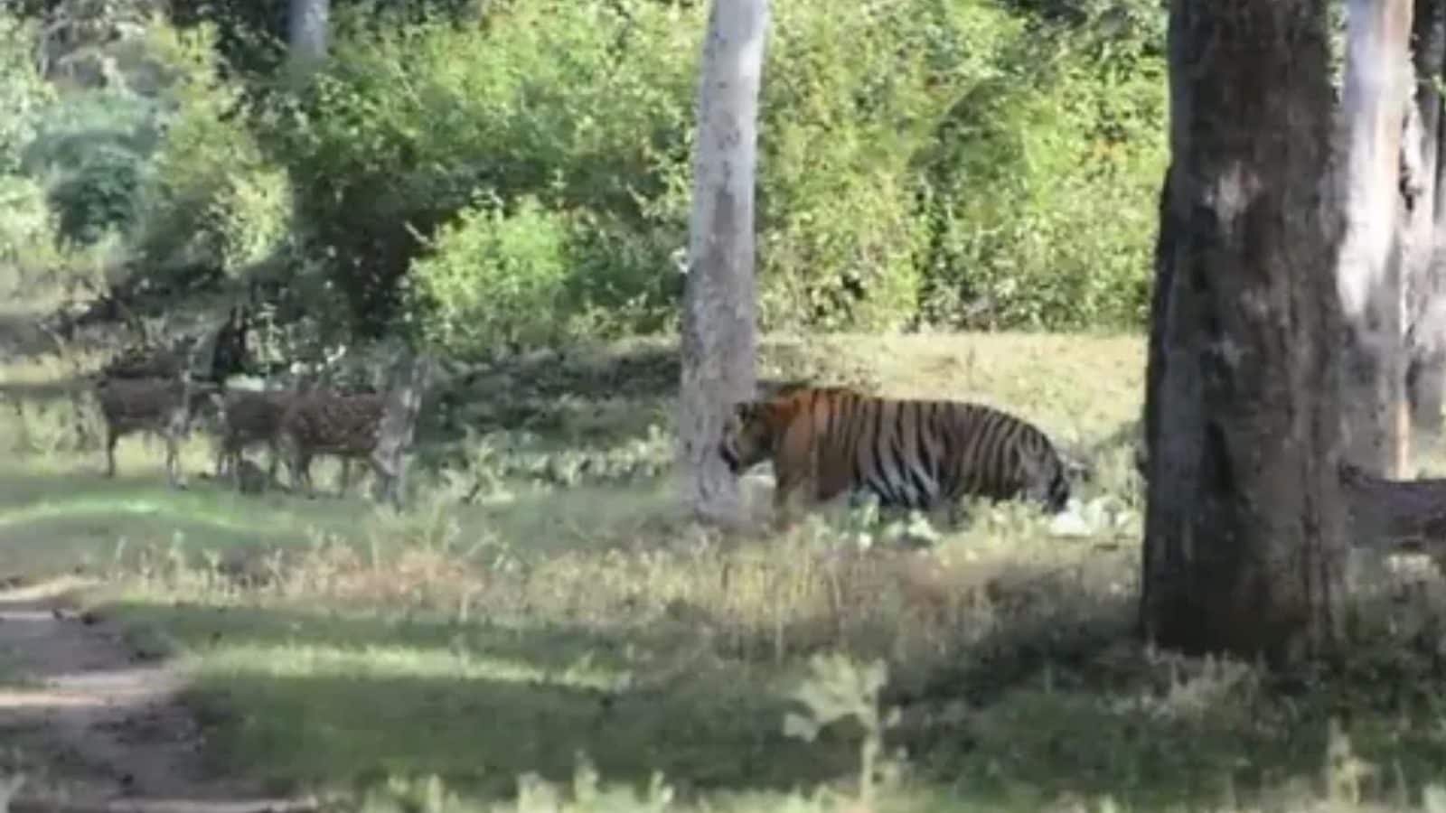 Viral Video : திடீரென மான் கூட்டத்திற்குள் புகுந்த புலி... என்ன செய்தது என பாருங்கள்!