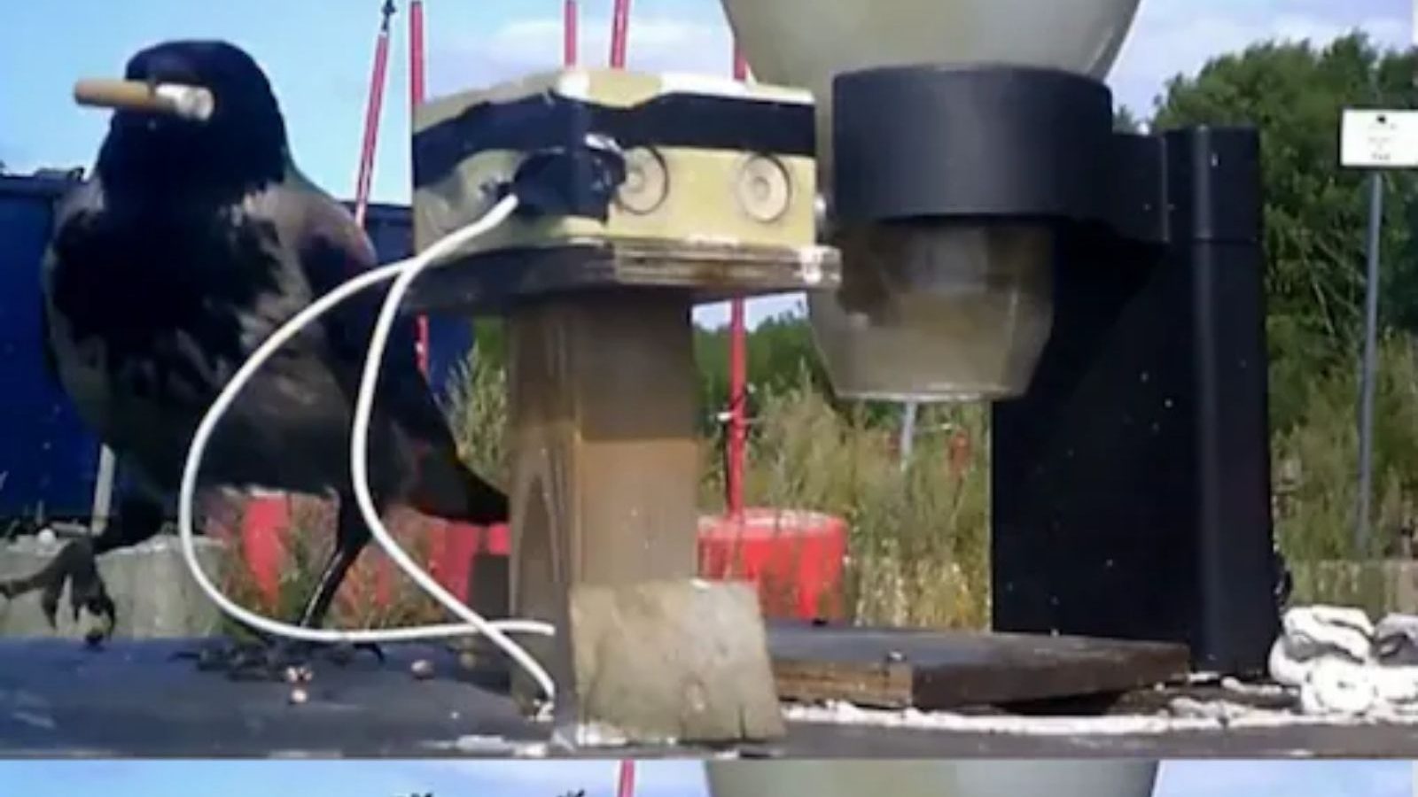 தெருக்களில் இருந்து சிகரெட் துண்டுகளை எடுக்க காகங்களுக்கு பயிற்சி அளிக்கும் ஸ்வீடன் நிறுவனம்!