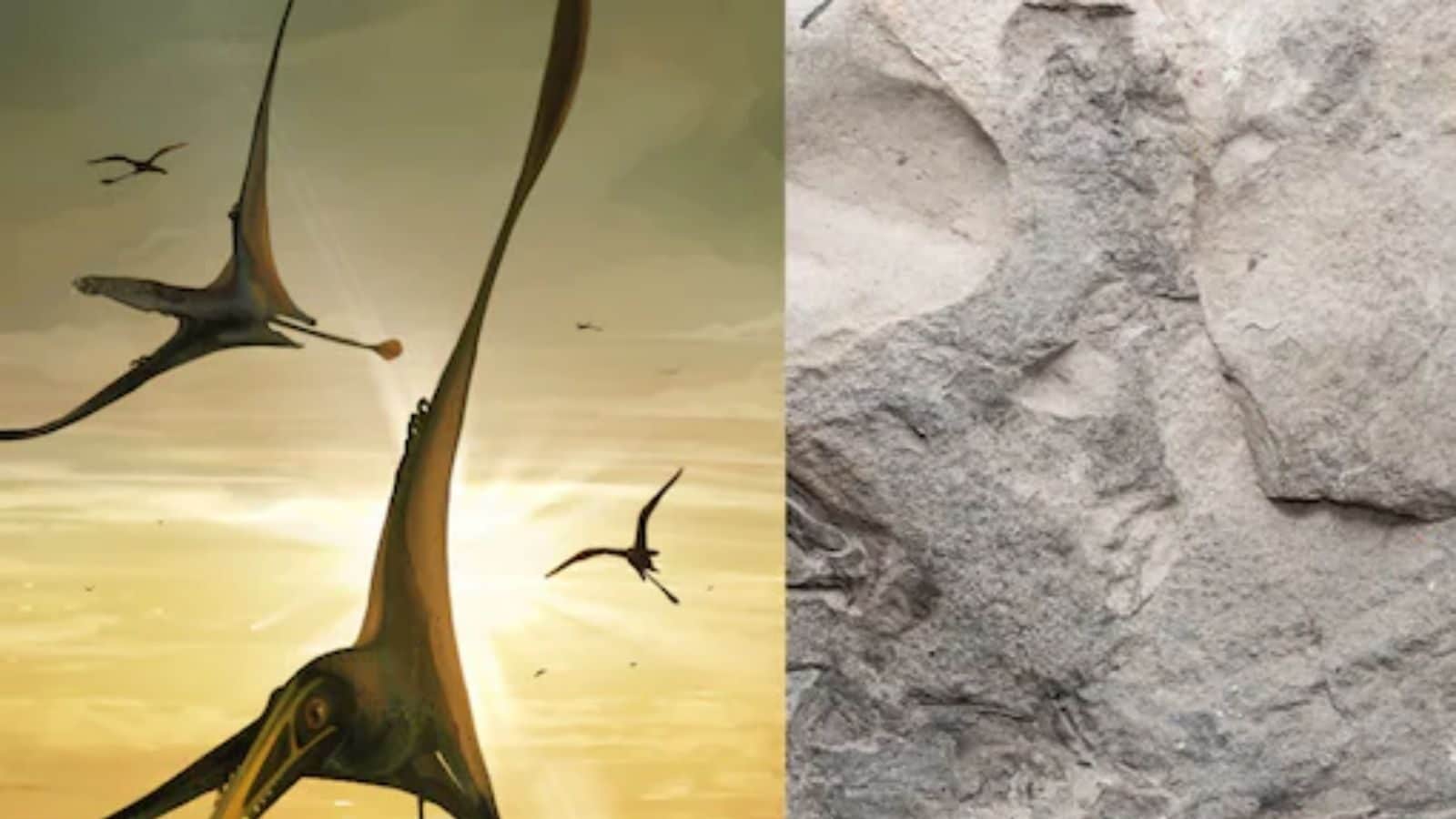 உலகிலேயே மிகப்பெரிய டைனோசரின் புதைபடிமம் கண்டுபிடிப்பு!