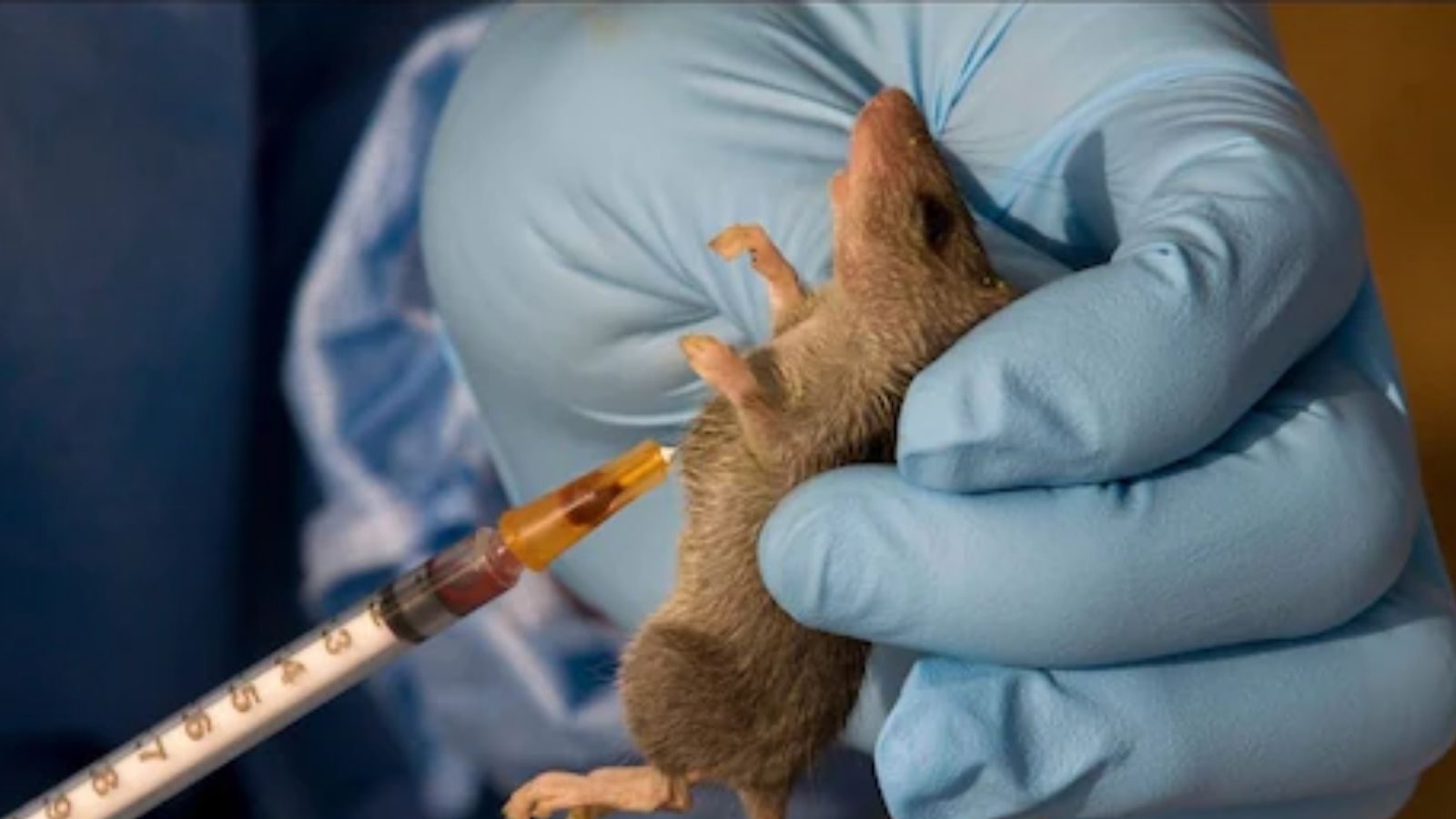 யுகே-வில் 3 பேர் உயிரை பறித்த லஸ்ஸா காய்ச்சல் - அறிகுறிகள் மற்றும் சிகிச்சை!