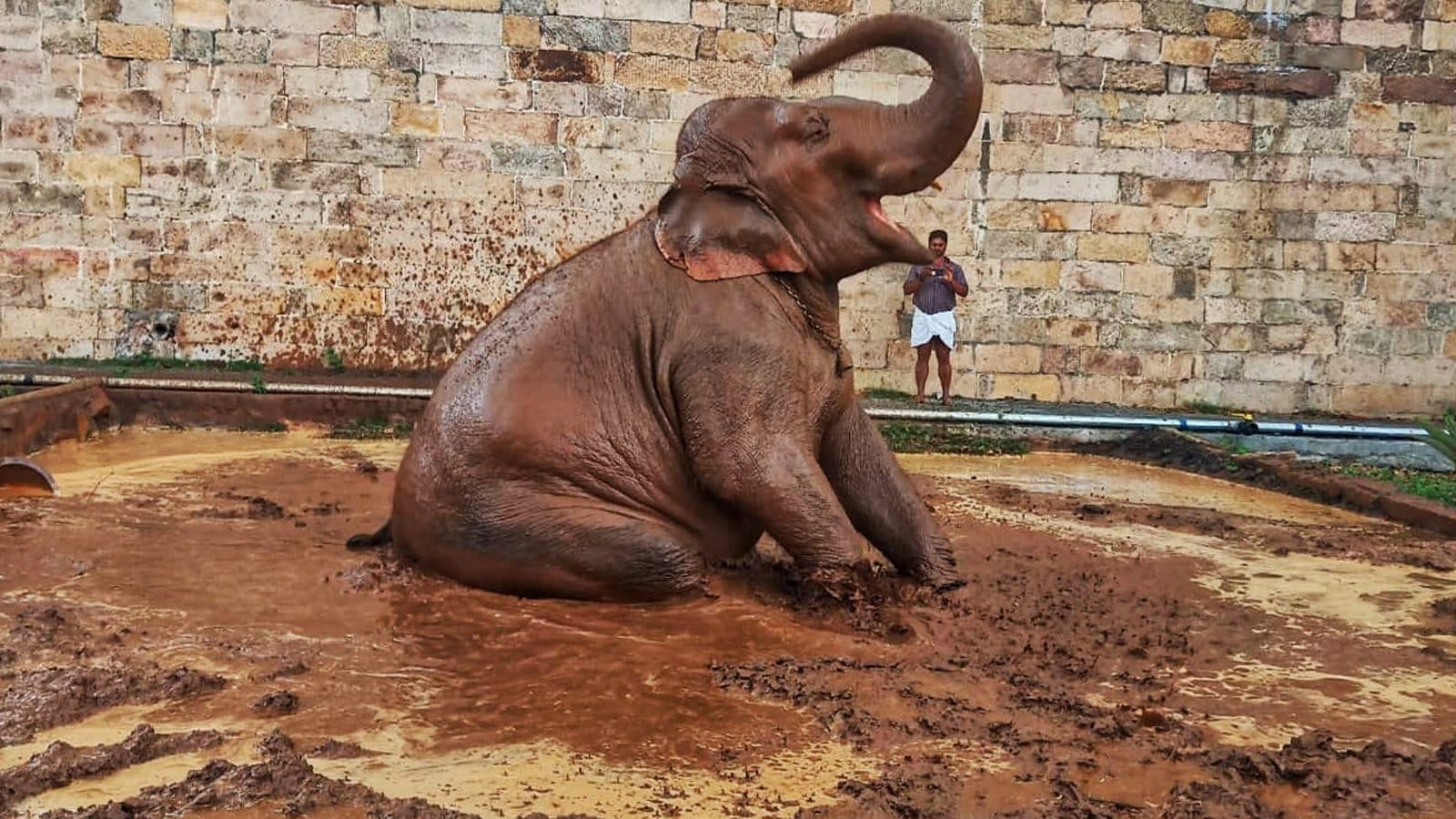 ஆனந்தமாக சேற்று குளியல் போடும் திருவானைக்காவல் அகிலா யானை..!