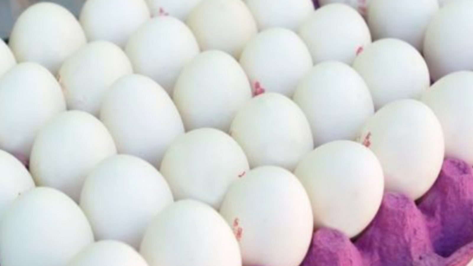 நாமக்கல் மண்டலத்தில் 5 நாட்களாக முட்டை விலையில் மாற்றமில்லை