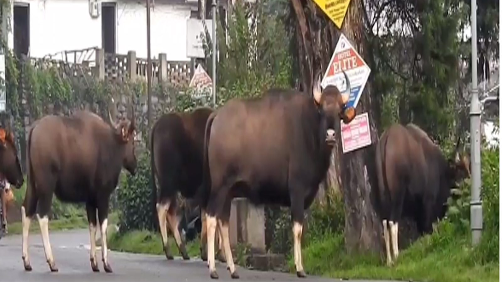 கொடைக்கானல் காட்டுத் தீ.. ஊருக்குள் படையெடுத்த காட்டு விலங்குகள்...