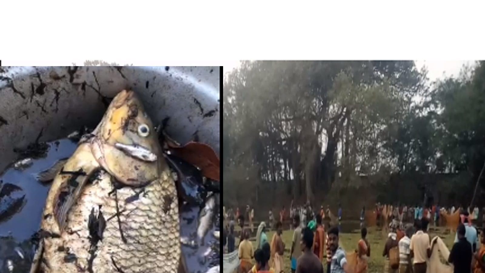 மேலூர் மீன்பிடித் திருவிழா.. சிலேபி, கெழுத்தி நாட்டு மீன்களை பிடித்து மக்கள் மகிழ்ச்சி