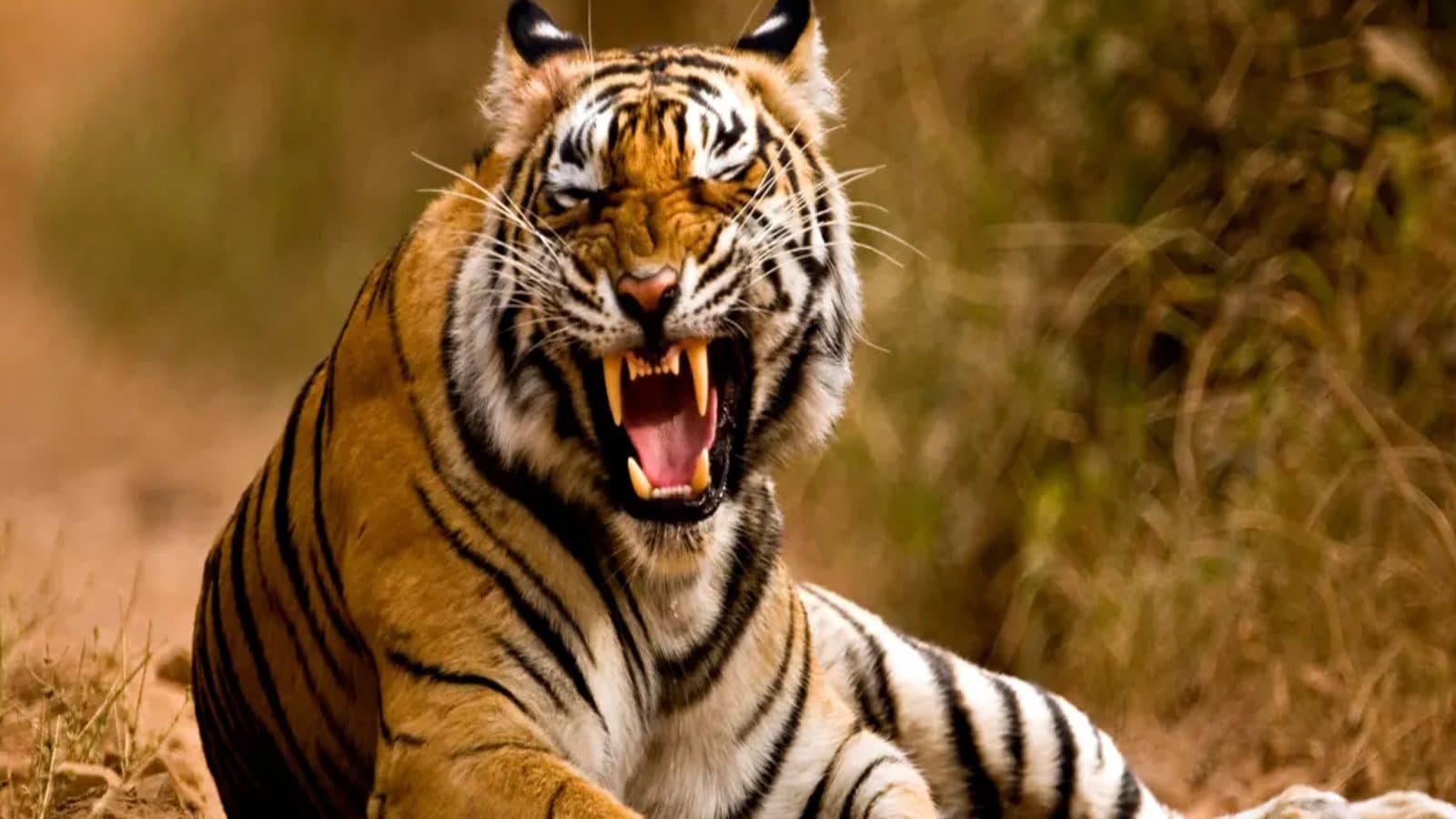 புலிகளை பாதுகாக்கும் PROJECT TIGER திட்டம் -  நிதி ஒதுக்கி அரசாணைகள் வெளியீடு 