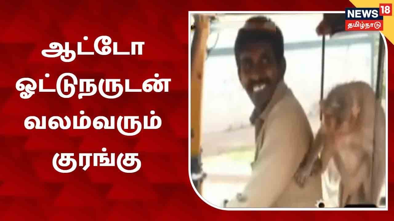கிருஷ்ணகிரி அருகே பசியுடன் திரிந்த குரங்குக்கு, உணவு அளித்த ஆட்டோ ஓட்டுநர்