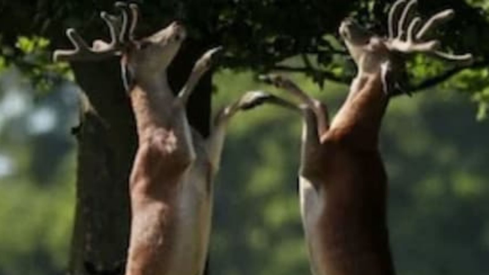 உலக வனவிலங்கு தினம் - இதன் நோக்கம், வரலாறு குறித்து தெரிந்து கொள்ளுங்கள்