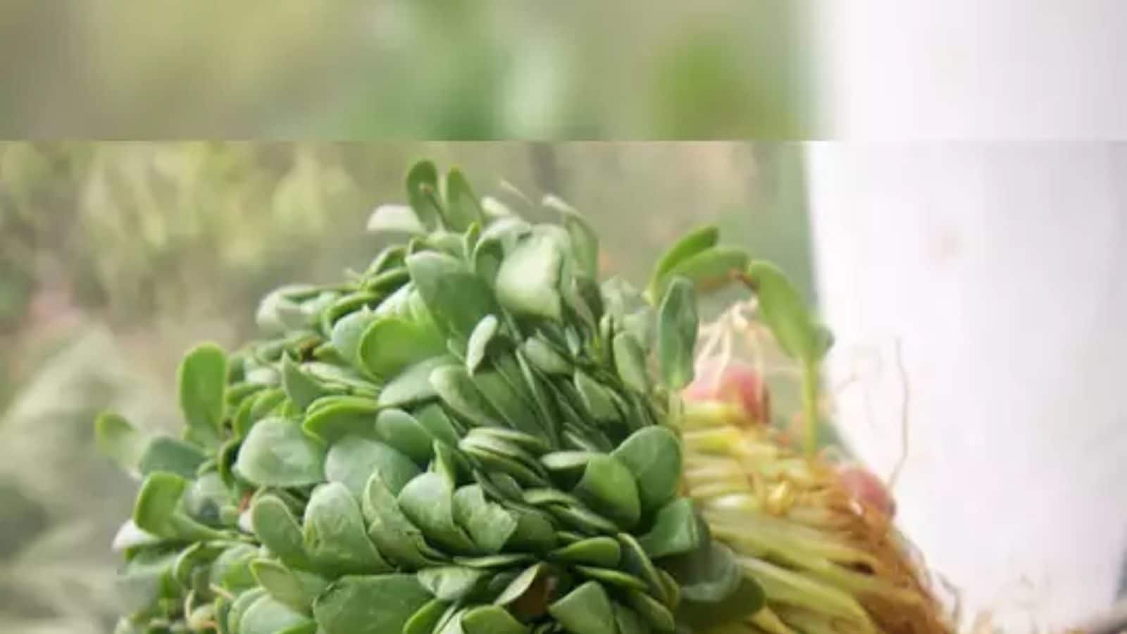 Benefits of fenugreek வெந்தய கீரை சாப்பிடுவதால் கிடைக்கும் பலன்கள்