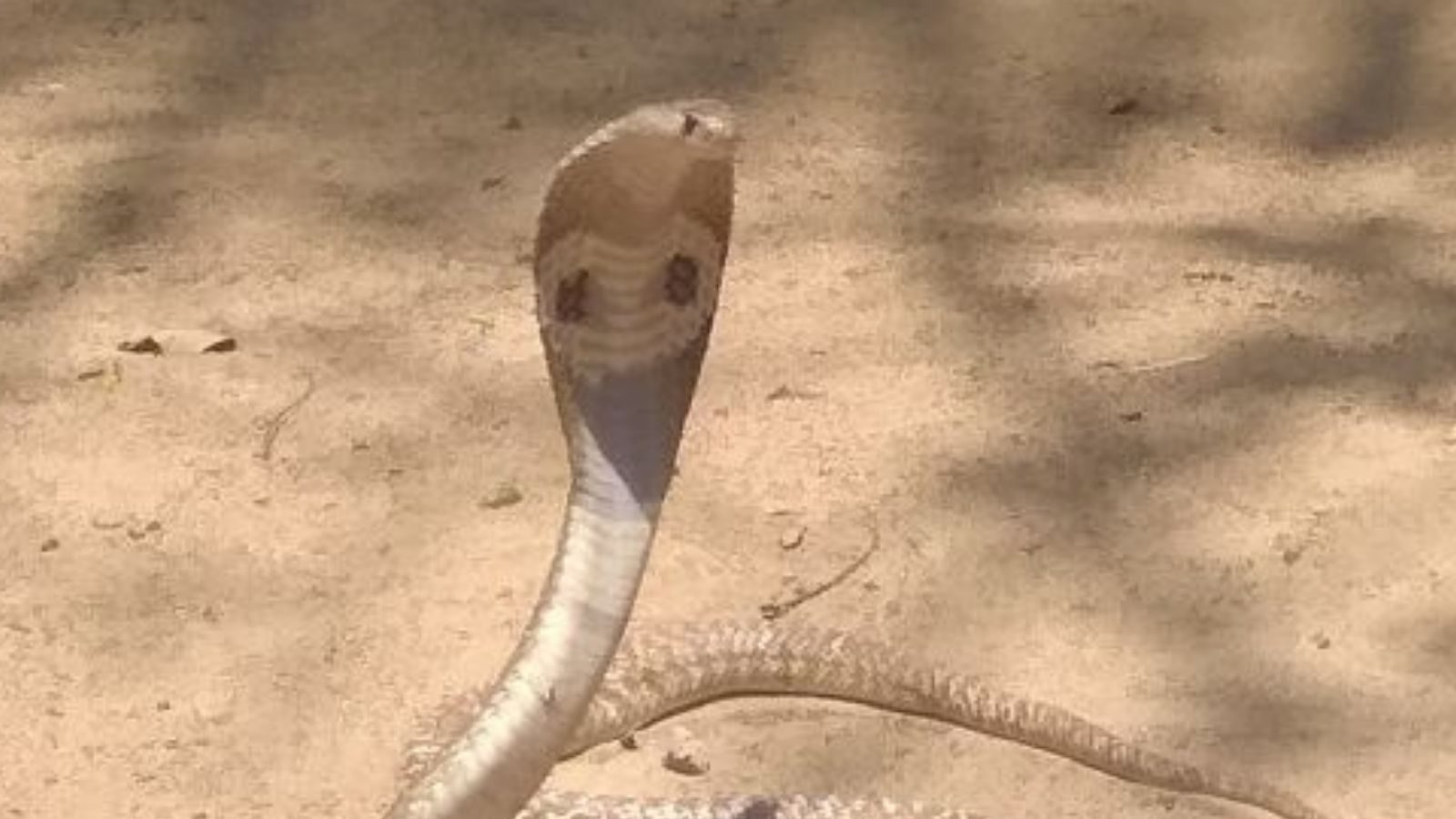 snake Dark people allowed to catch snakes Government release GTN News