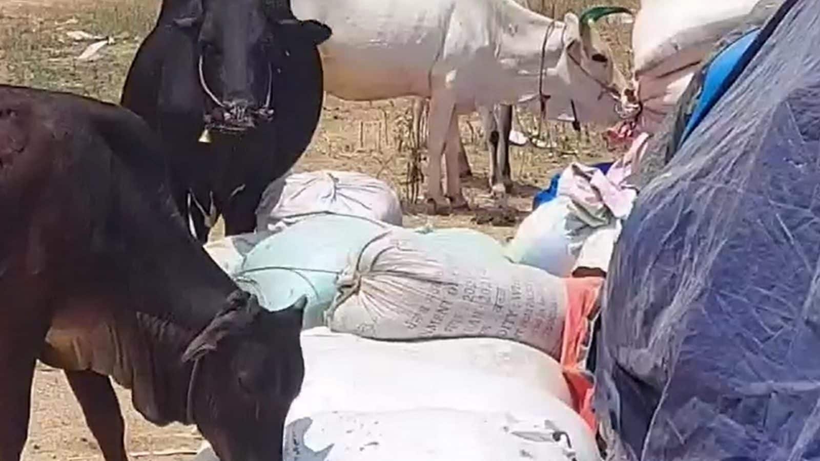 நெல் கொள்முதல் நிலையத்தில் விவசாயிகளிடம் கொள்முதல் செய்ய மறுப்பு... கால்நடைகள் மேயும் அவலம்