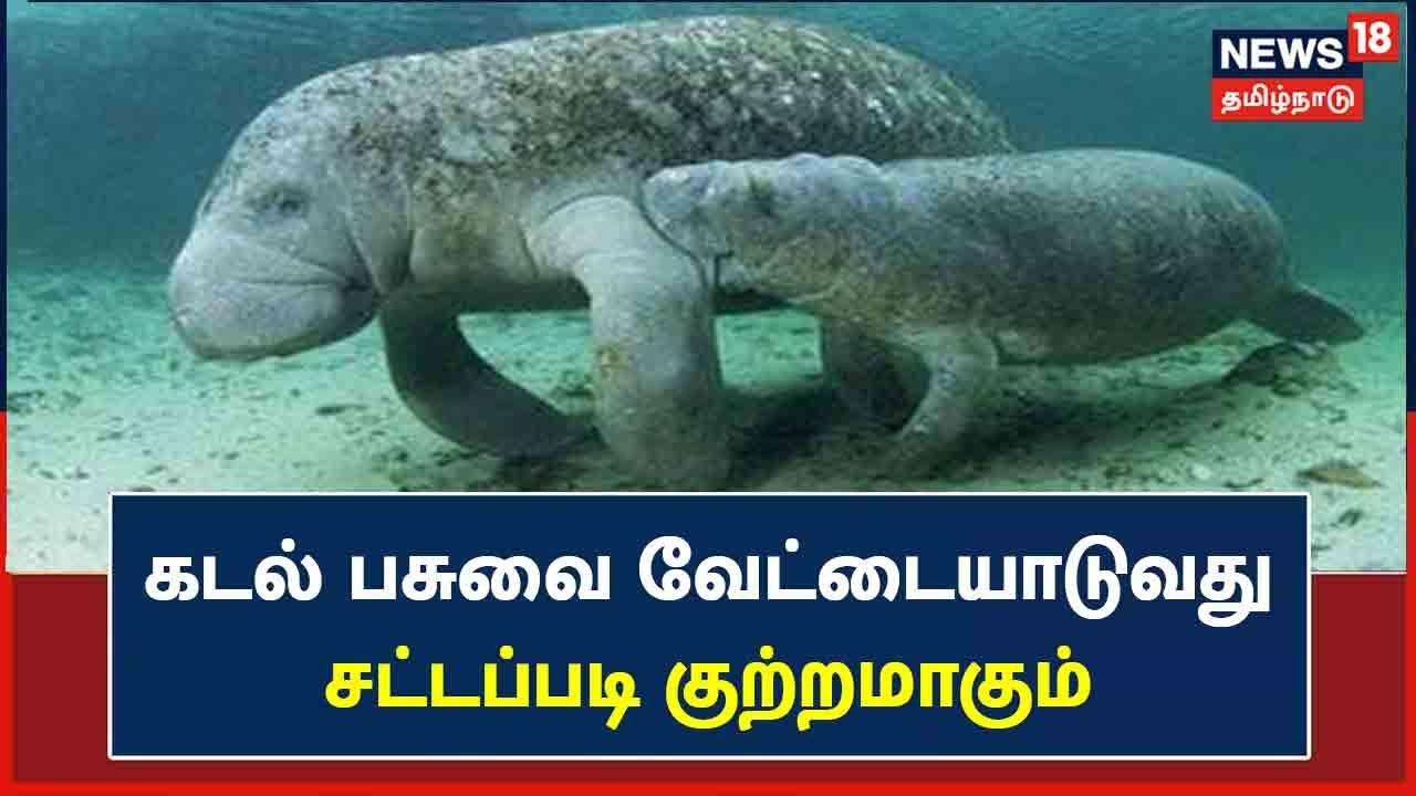 மீன் வலையில் சிக்கிய கடல் பசு.. இறைச்சியாக வெட்டி விற்றவர் கைது!